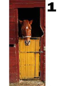 deurposter paarden collectie