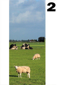 deurposter schapen en koeien