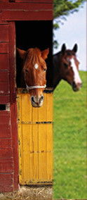 bewonderen gezantschap Interesseren deurposter-dieren paarden - deurposteropmaat