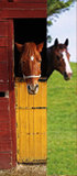 deurposter paarden collect